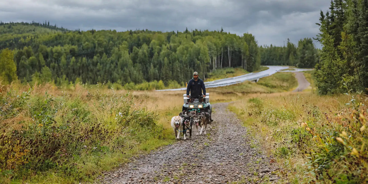 A person riding a dog sled on a road in the wilderness.