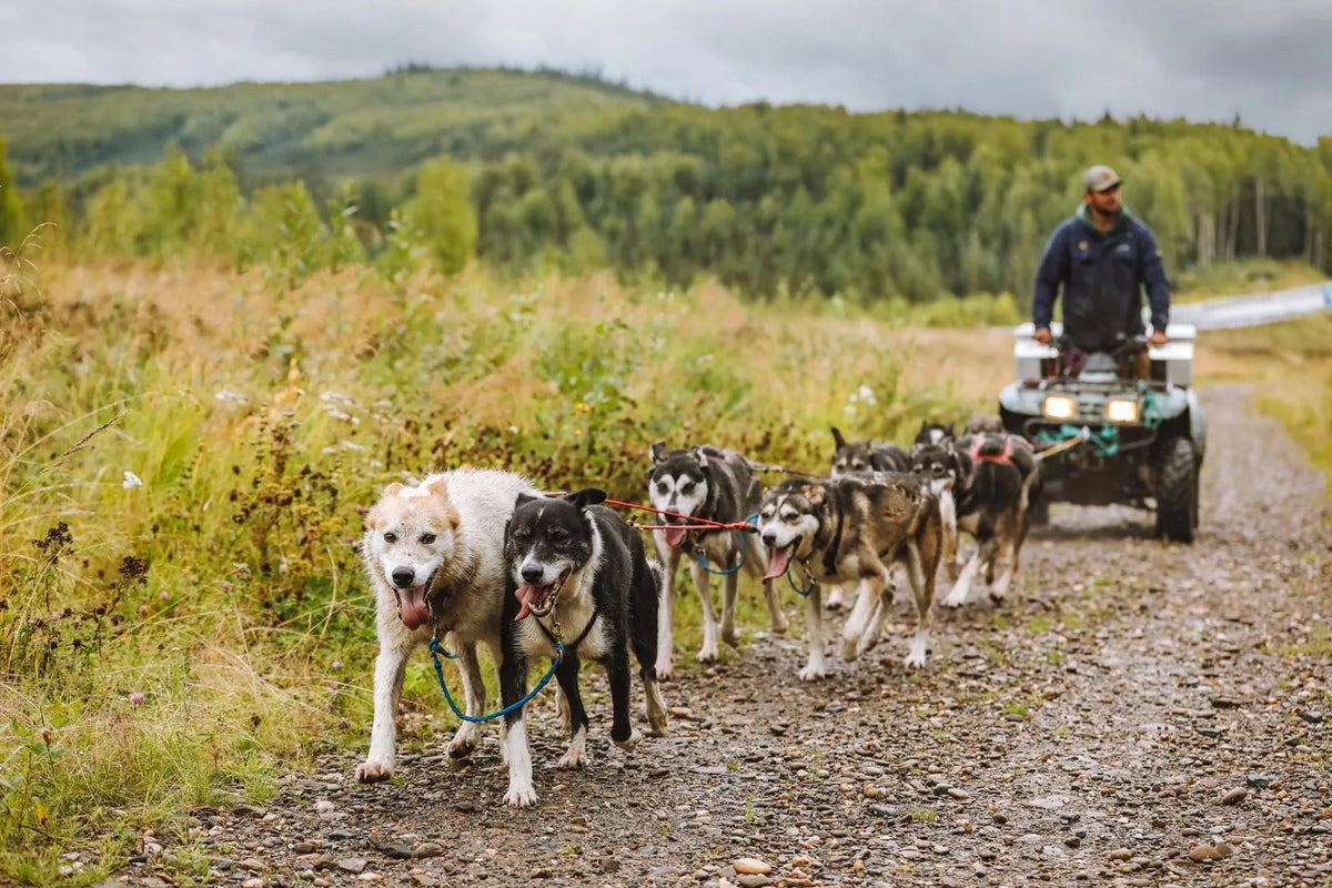Dog sled team pulling a person on an ATV through a forested area.